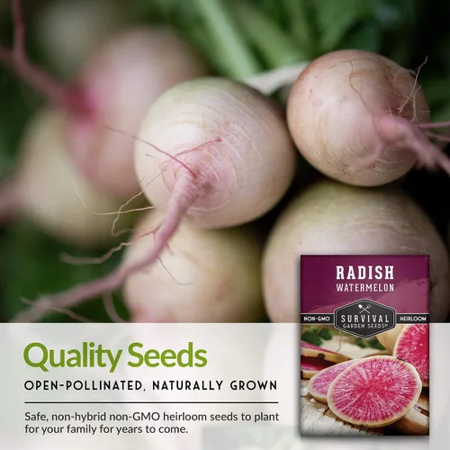 Miniatura 7 de Semillas de rábano sandía Daikon para plantar, rábanos asiáticos exóticos con piel verde y blanca, pulpa rosa brillante, reliquia, verduras raras