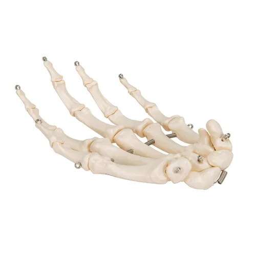 Miniatura 2 de 3B Scientific Esqueleto de mano A40 montado en alambre - 3B Smart Anatomy