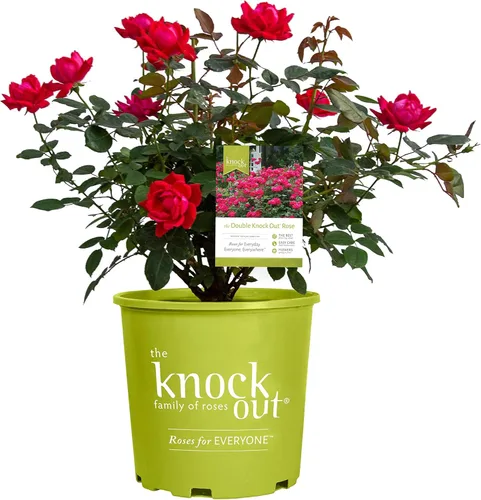 Miniatura 7 de Green Promise Farms Rosa Knock Out (Reblooming) Rose, contenedor tamaño 2, flores de coral