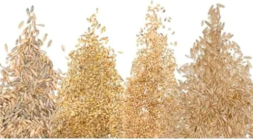 Semillas de hierba de gato para cultivar | Mezcla de 4 vías, centeno, trigo, avena y cebada | Fabricado en Estados Unidos, se envía desde Iowa. (1