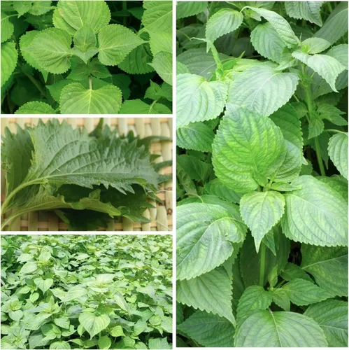 Miniatura 2 de Seed Needs Green Shiso Seeds to Plant Heirloom Perilla No GMO 5 paquetes