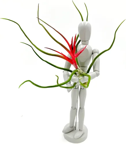 Miniatura 5 de ragnaroc Air Plants - Floración Tillandsia Bulbosa Belice, gigante de 7-9 pulgadas, 1 unidad, llegada en vivo garantizada, plantas