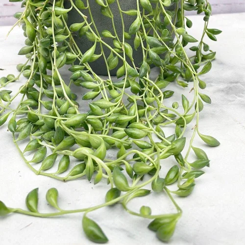 String of Pearls - Maceta viva de 4 pulgadas, suculentas raras en cestas colgantes, planta de interior suculenta para oficina en casa (cadena de