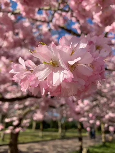 Miniatura 4 de Cerezo Japonés Semillas Premium Prunus serrulata 'Spring' Pink Bloom Plants'® (Premium Seeds, 20)