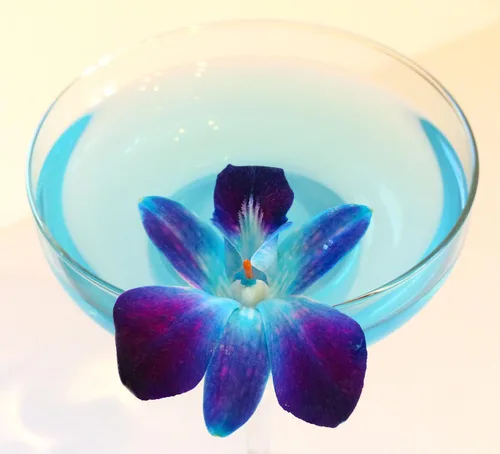 Miniatura 3 de Miami Fresh Orchid Flores perecederas de floración suelta OrchidClub USA Sunne Tropical DIY lei, decoración de alimentos y bebidas (100 azul)