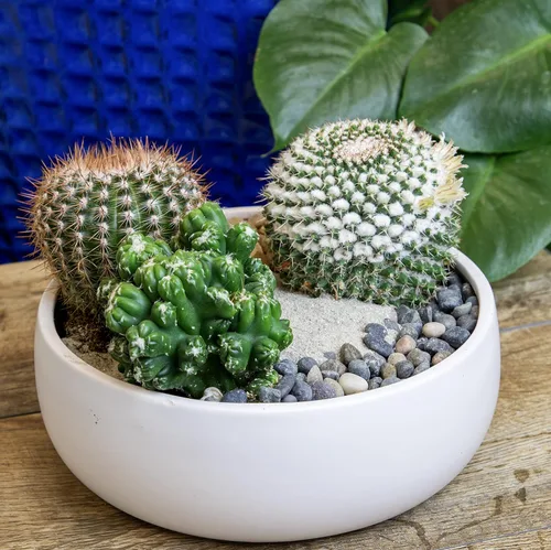 Miniatura 12 de Altman Plants, Surtido de Plantas de Cactus Plantas Vivas (3PK), Planta de Cactus Plantas Suculentas Vivas Decoración de Cactus Vivos, Plantas