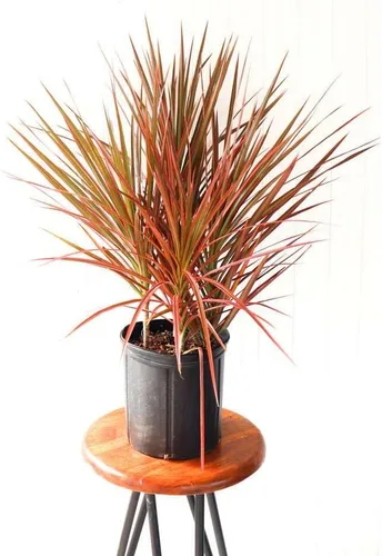 Miniatura 11 de Dracaena Colorama - Planta viva para interior Diferentes plantas de interior en maceta de 4 y 6 pulgadas Planta de casa real para sala de estar