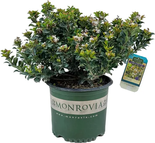 Blooming & Beautiful - Southern Moon Yedda Hawthorn - 3 gal - Monrovia - Arbusto de hoja perenne - Flores blancas de primavera - Follaje verde -