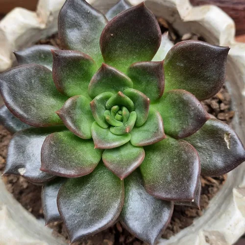 Echeveria Suculents - Plantas vivas para cultivar, suculentas de Echeveria vivas, plantas de Echeveria vivas, suculentas de Echeveria vivas, maceta