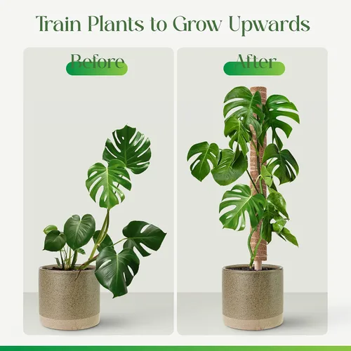 Miniatura 2 de Pisol Poste de musgo para plantas Monstera, soporte extensible, estacas para plantas en maceta de interior, enrejado de poste de fibra de coco