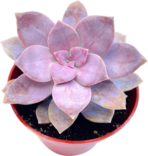 The Succulent Cult Plantas suculentas vivas Graptopetalum Superbum de 4 pulgadas, plantas suculentas vivas, plantas suculentas totalmente