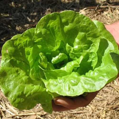 Semillas orgánicas de lechuga Tom pulgares – orgánica, heredera, polinizadas abiertas, sin OMG, semillas de jardinería de granja y vegetales