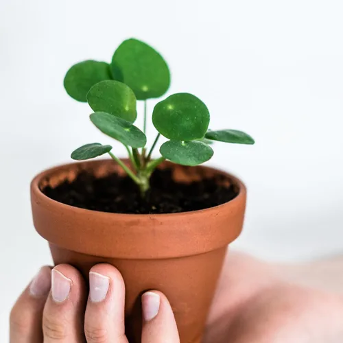 Miniatura 3 de 2 plantas vivas de Pilea Peperomioides, plantas de interior de Pilea Peperomioides, plantas de interior viven sin maceta para plantar