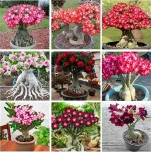 40 semillas de rosa del desierto de colores mixtos para plantar | Semillas de Adenium Obesum para crecer.. Planta bonsái exótica, flor de rosa