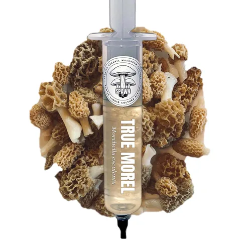 Miniatura 13 de Cultivo líquido de Cordyceps albino (Cordyceps militaris) 20mL Sustrato para micología