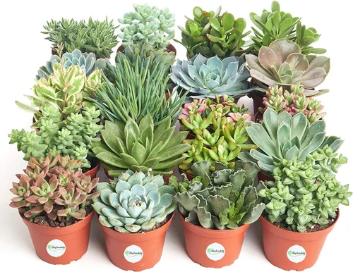Miniatura 2 de Compre una Surtida Colección de Suculentas de 4 pulgadas