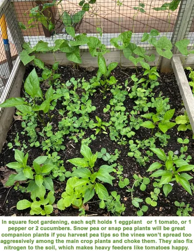 Miniatura 4 de Semillas de guisantes de azúcar para plantar verduras y frutas. Semillas de guisantes sin OMG para plantar verduras y frutas. Semillas de vegetales