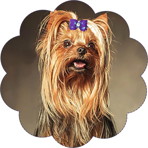 Miniatura 6 de PET SHOW 20 lazos para el pelo de perros pequeños con bandas de goma para cachorros, gatos, moño a juego, accesorios de aseo para el cabello