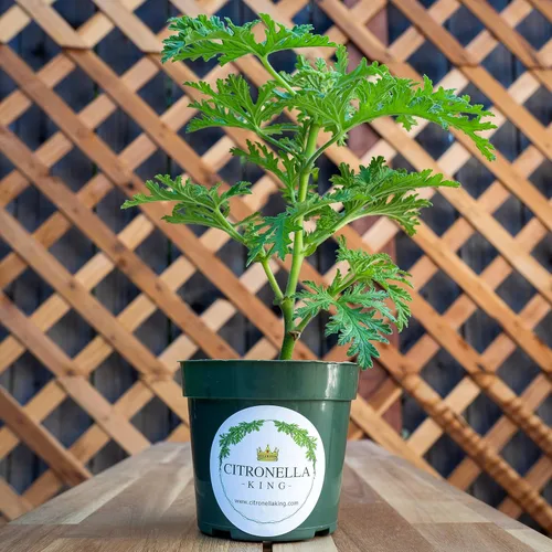 Miniatura 4 de 1 planta de citronela, planta repelente de mosquitos, prosperando en una maceta de vivero de 4