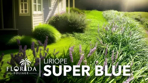Miniatura 9 de Super Blue Liriope 3 plantas vivas Liriope Muscari Ideal para bordes y cobertura del suelo Resistente y de bajo mantenimiento