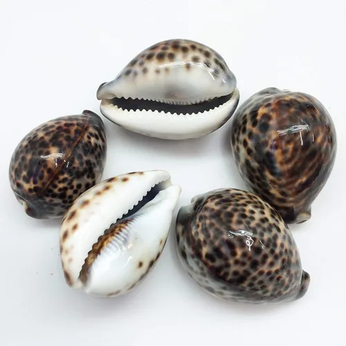 PEPPERLONELY 5 conchas marinas de tigre cowrie pulidas, 2-1/2 pulgadas ~ 3-1/4 pulgadas 1#. Tiger Cowrie Shells 2-1/2 pulgadas ~ 3-1/4 pulgadas