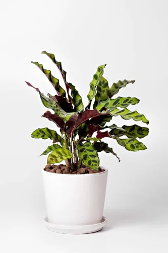 Miniatura 3 de Planta Viva de Aloe Vera para Interior Diferentes Plantas de Casa en Maceta de 4 Pulgadas & 6 Pulgadas Planta Real para Sala de Estar, Oficina