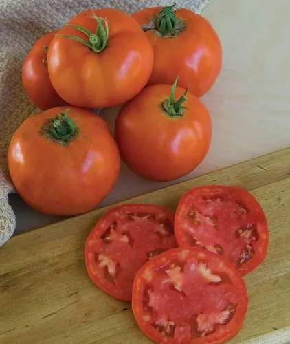 Miniatura 9 de Burpee 'Big Rainbow' Heirloom, Tomate Grande Beefsteak para Rebanar, 100 Semillas Sin OGM