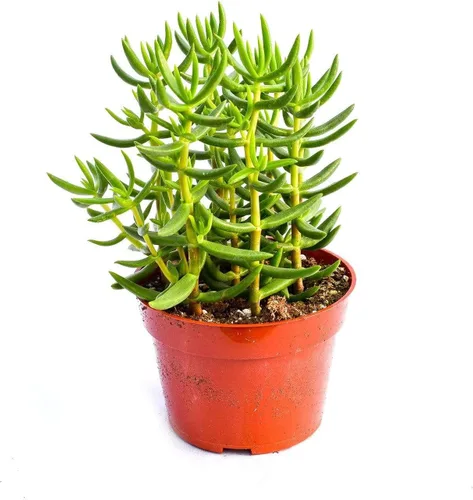 Miniatura 5 de Planta suculenta crassula viva - Suculenta crassula de 4 pulgadas totalmente arraigada (Crassula Gollum)