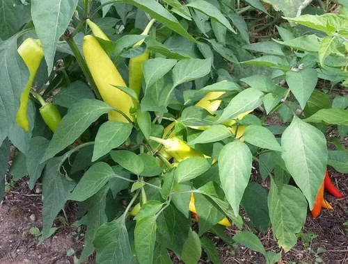 100 semillas orgánicas húngaras de cera caliente de plátano y pimiento reliquia, sin OMG, semillas siempre frescas. Semillas de siembra para huerto