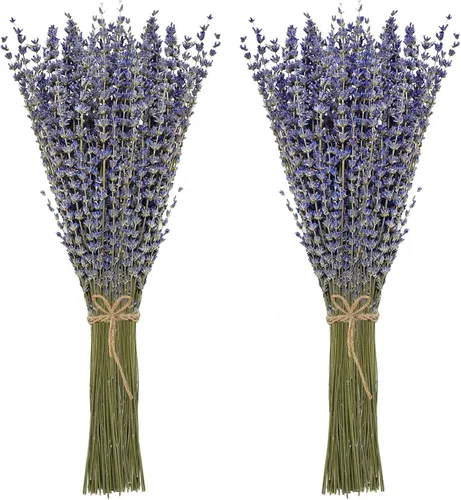 Timoo Paquetes de lavanda seca 100 flores de lavanda secas naturales para decoración del hogar, accesorios de fotos, fragancia del hogar, paquete de