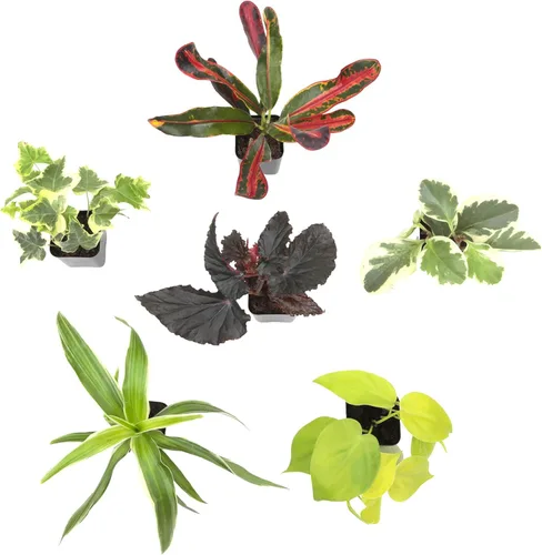 Miniatura 6 de Plantas de interior vivas fáciles de cultivar (paquete de 6), colección de lujo de plantas de interior purificadoras de aire, peperomia, plantas