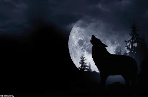 Miniatura 9 de Trends International Póster de pared de lobo - aullido, 14.725 x 22.375 pulgadas, versión enmarcada de madera de granero