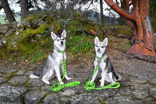 Miniatura 7 de EcoBark Correa para perro – Correas de entrenamiento cómodas suaves y reflectantes con mango acolchado – Fuerte y duradera resistente – Verde