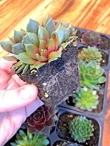 Miniatura 3 de Mini suculentas vivas para boda, recuerdo de ducha, plantas sempervivum, gallinas, pollitos resistentes para jardín de hadas, 12 paquetes