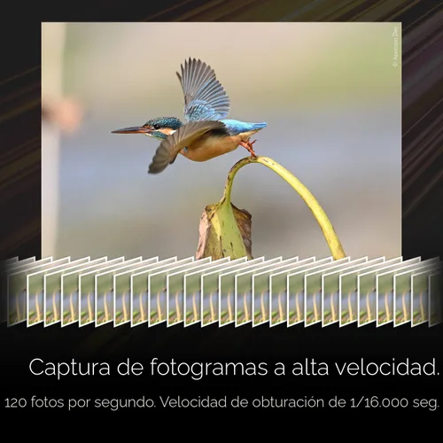 Miniatura 7 de Nikon Z6 III Cámara sin espejo de fotograma completo para fotos fijas/video con grabación RAW interna 6K/60p Modelo Nikon USA