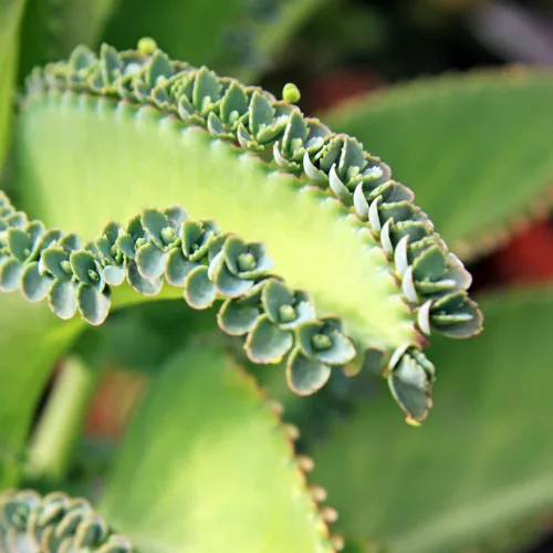 Miniatura 3 de Planta viva madre de miles Kalanchoe Plantas de inicio, plantas de interior Kalanchoe suculentas, maceta de 2.5 pulgadas