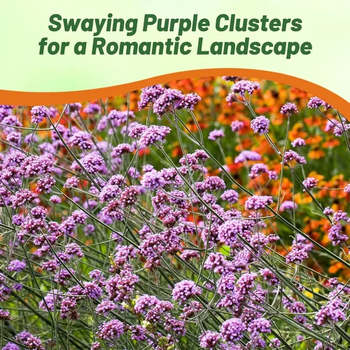 Miniatura 4 de Outsidepride Purpletop - Semillas de Verbena para Plantar - 10000 Piezas. Anual, Tolerante a la Sequía y Fácil de Cultivar, Cobertura de Suelo
