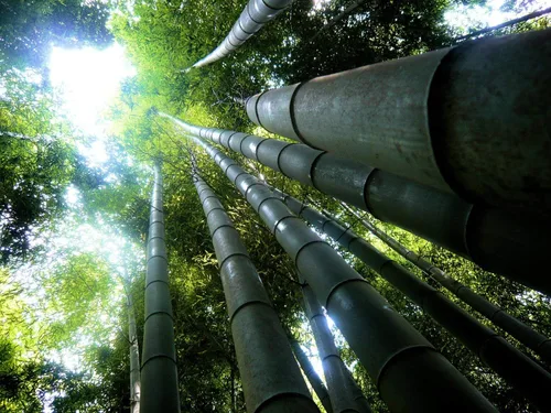 Miniatura 2 de Dendrocalamus giganteus – Planta de bambú aglutinante de madera gigante