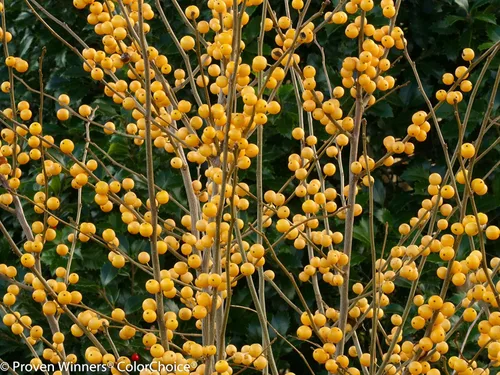 Miniatura 4 de Ganadores Comprobados - Ilex verticillata Berry Heavy Gold (Baya de Invierno) Arbusto, bayas doradas, #2 - Recipiente