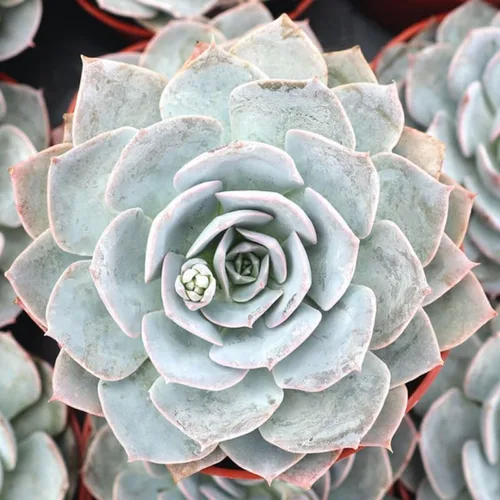 Miniatura 8 de Echeveria Suculents Plantas vivas para cultivar, suculentas de Echeveria vivas, plantas de Echeveria vivas, suculentas de Echeveria viva, pájaro