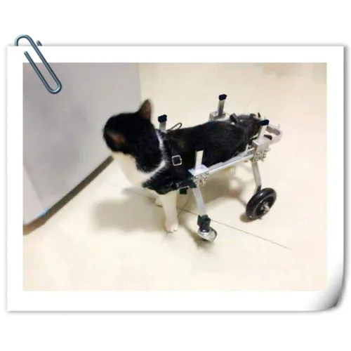 Miniatura 6 de Dog Pet Wheelchair Dog Wheelchair 4 Wheels Mobility Rear Support Adjustable Stainless Steel Cart Pet Cat Dog Wheelchair Hind Leg (XXXS)