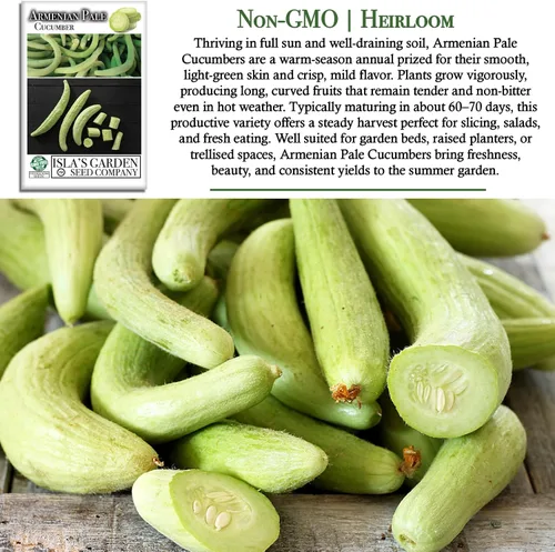 Miniatura 3 de Isla's Garden Seeds - Semillas de pepino verde pálido armenio (Cucumis sativus) – Más de 100 semillas tradicionales y sin OMG para plantar, pepinos