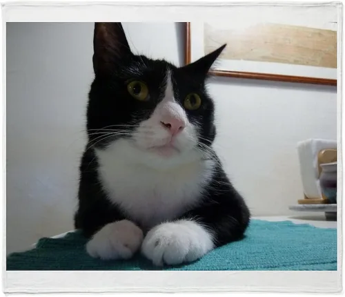 Miniatura 5 de CafePress Cat 571 - Manta de forro polar súper suave, 60 x 50 pulgadas