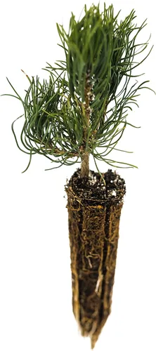 Miniatura 2 de Pino Mugo Plántula de árbol pequeño The Jonsteen Company