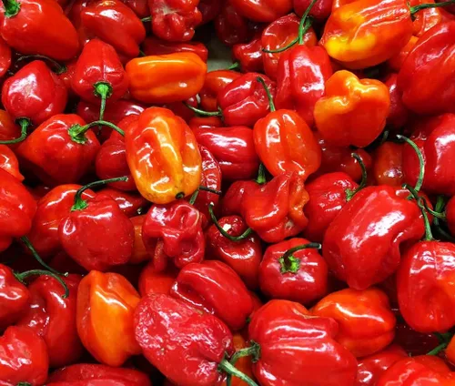 Miniatura 5 de Más de 35 semillas de pimiento picante para plantar habanero fantasma, mezcla de semillas de pimiento fantasma, rojo, naranja, amarillo, semillas