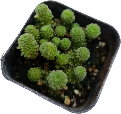 Miniatura 2 de Plantas de cactus suculentas vivas raras (maceta Monanthes polyphylla)