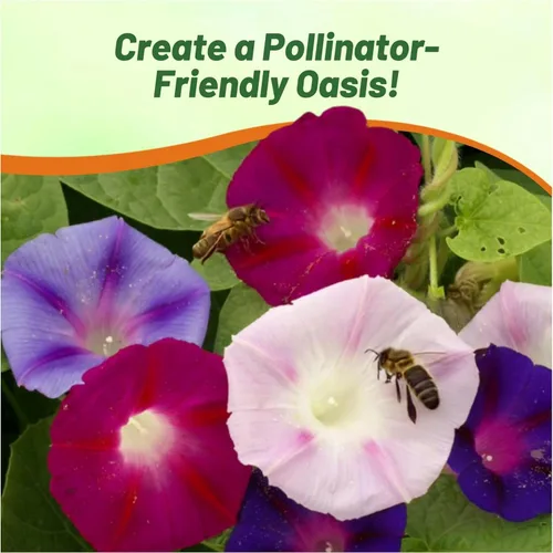 Miniatura 5 de Outsidepride 250 Semillas Anuales Ipomoea Purpurea Morning Glory Fieldgrown Trepadoras Semillas de flores de vid para plantar
