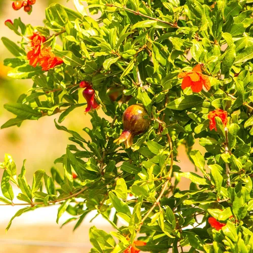 Miniatura 7 de Granada Salavatski Viva en Venta (Paquete de 4) Plantas Fáciles de Cultivar Planta de Fruta Comestible para Vida Sostenible Cultiva Tu Propia