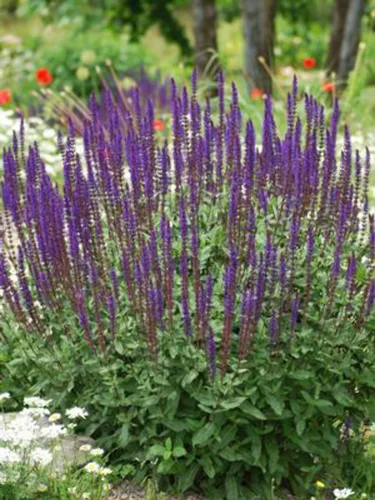 Perennial Farm Marketplace Salvia n. 'Caradonna' (salvia) perenne, tamaño # 1 contenedor, flores violeta-púrpura