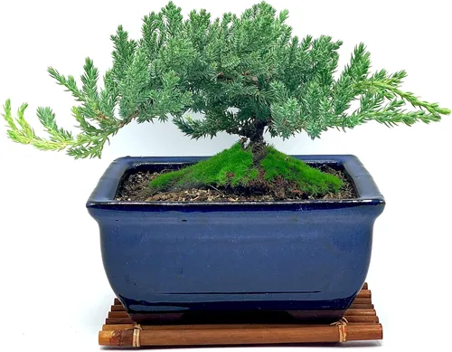 Miniatura 4 de Árbol de enebro enano bonsái vivo de 7 años con soporte de bambú hecho a mano Árbol de enebro o jade bonsái Interior/Exterior 100% hecho a